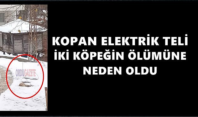 Elektrik Teli Koptu Sokak Hayvanları Telef Oldu!