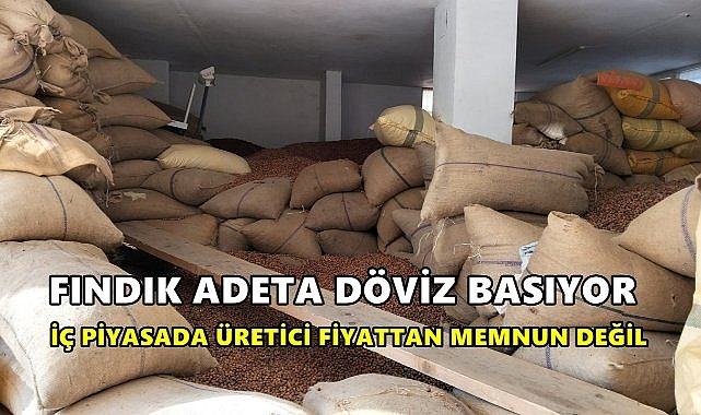 Fındık Adeta Döviz Basıyor; İç Piyasada Üretici Fiyattan Memnun Kalmıyor!