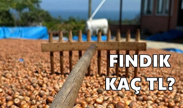 Fındık Fiyatı 08.11.2024
