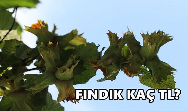 Fındık Fiyatı 11.11.2024