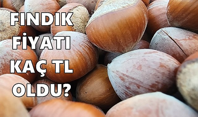 Fındık Fiyatı 18.11.2024