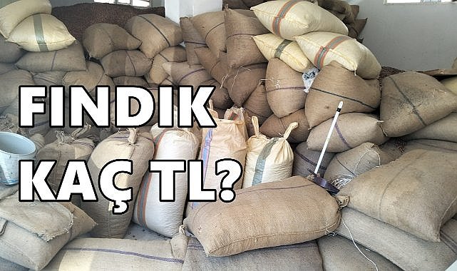 Fındık Fiyatı 19.11.2024