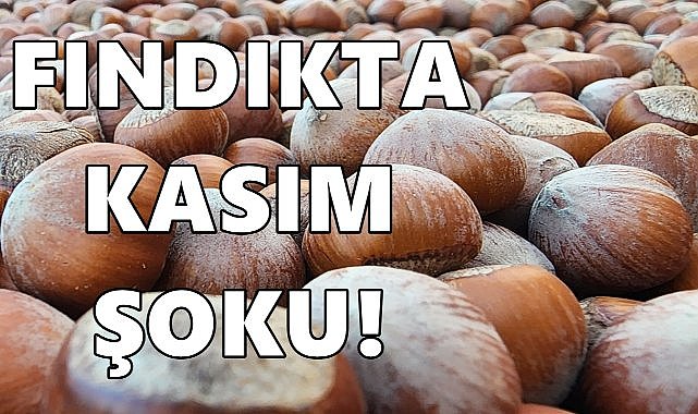 Fındık Fiyatında Kasım Şoku! Fiyatlar Yerinde Sayıyor