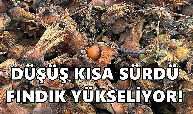 Fındık Fiyatındaki Düşüş Kısa Sürdü Yeniden Yükselmeye Başladı!