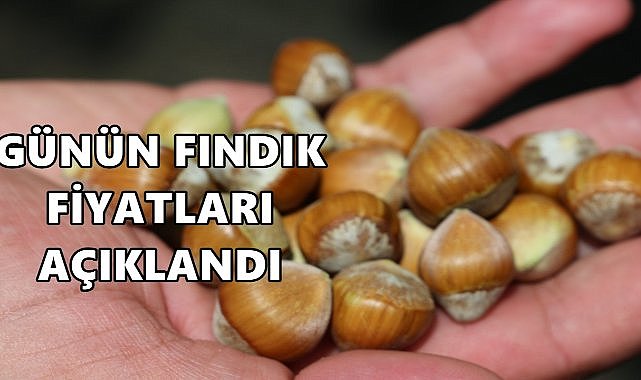 Fındık Fiyatları Açıklandı; Net 117, Brüt 120 TL&#039;den Başlıyor