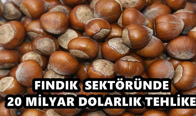 Fındık Sektöründe 20 Milyar Dolarlık Tehlike!