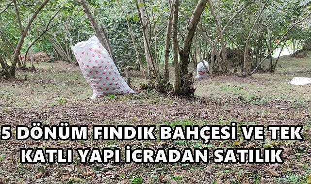 Ordu&#039;da 5 Dönüm Fındık Bahçesine 933 Bin TL Değer Biçildi