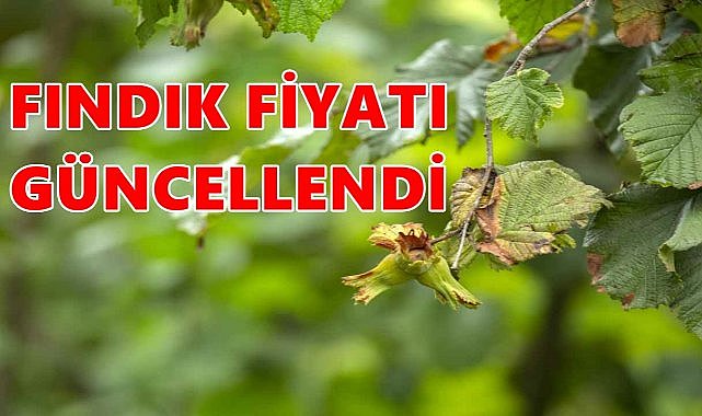 Ordu&#039;da Fındık Fiyatı 07.11.2024