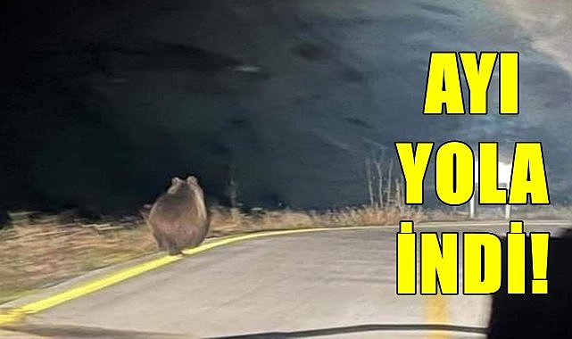 Ordu&#039;da Sürücülerin Önüne Ayı Çıktı!