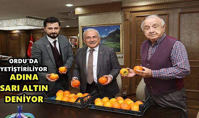 Ordu&#039;da Yetiştiriliyor Adına Sarı Altın Deniyor; Cennet Hurması Hasadı Başladı