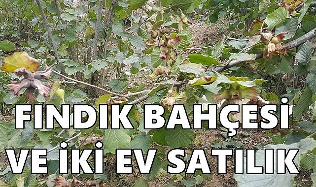 Perşembe&#039;de Fındık Bahçesi ve İki Ev Satışa Çıkartıldı
