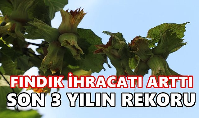 Türkiye&#039;nin Fındık İhracatında Rekor Artış; 2 Ayda Elde Edilen Döviz 500 Milyon Doları Geçti