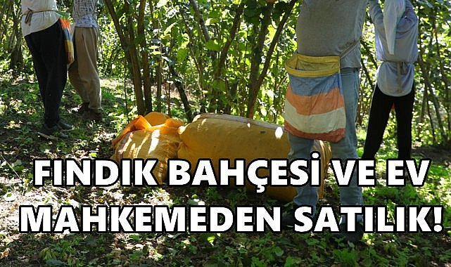 Altınordu&#039;da Fındık Bahçesi ve Ev Mahkemeden Satışa Çıktı!