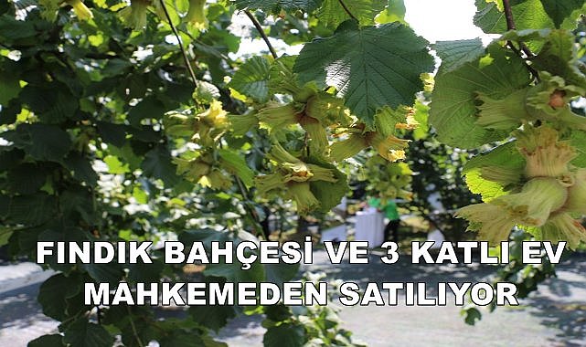 Bilirkişi Fındık Bahçesi ve 3 Katlı Evin Değerini Belirledi