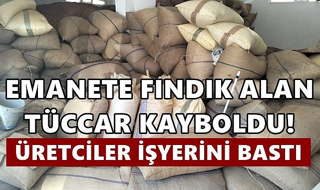 Emanete Fındık Alan Tüccar Ortadan Kayboldu, Üreticiler Mağdur Oldu!