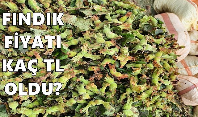 Fındık Fiyatı 04.12.2024