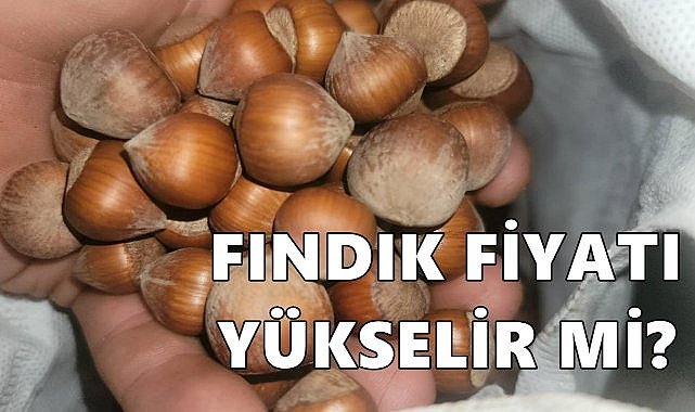 Fındık Fiyatı 06.12.2024