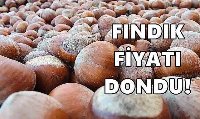 Fındık Fiyatı 14.12.2024
