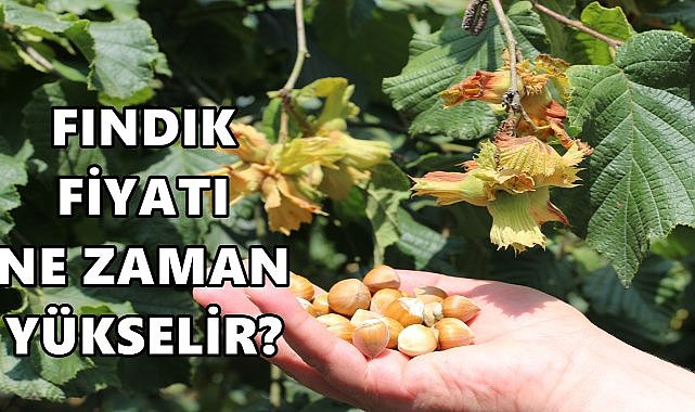 Fındık Fiyatı 17.12.2024