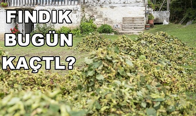 Fındık Fiyatı 23.12.2024