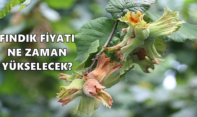 Fındık Fiyatı Derin Uykuya Daldı; Fiyatlar Durgun Seyrediyor
