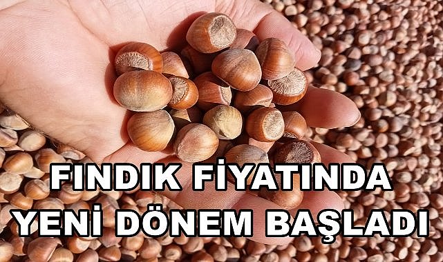 Fındık Fiyatında Yeni Dönem Başladı; Üreticiler Tepkili!