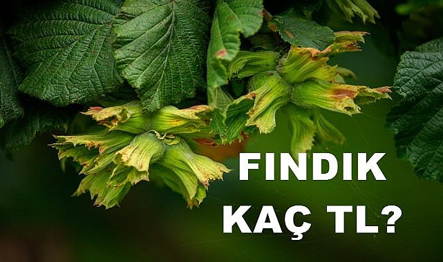 Fındık Fiyatlarında Durgunluk Devam Ediyor