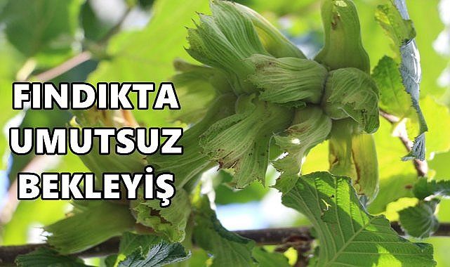 Fındık Fiyatı İçin Umutsuz Bekleyiş