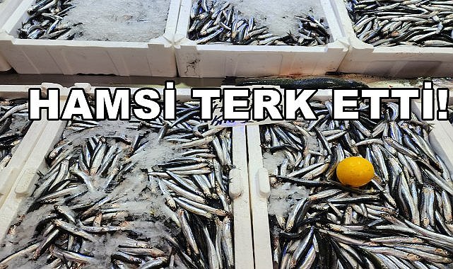 Hamsi Terk Etti Palamut Geri Döndü! Hamsinin Fiyatı Fırladı