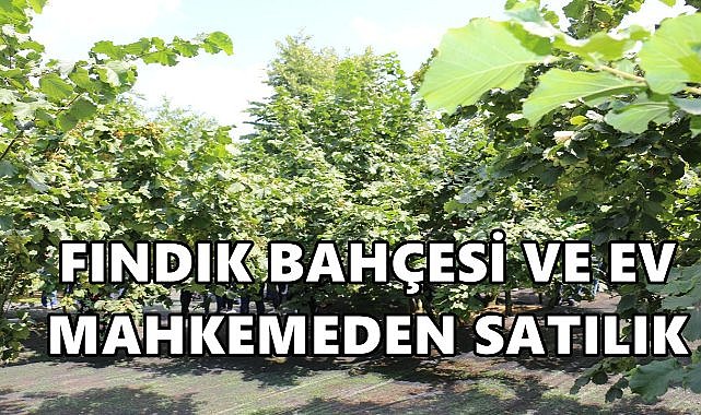 Ordu Çatalpınar&#039;da 3 Dönüm Fındık Bahçesi ve Ev Satışa Çıktı