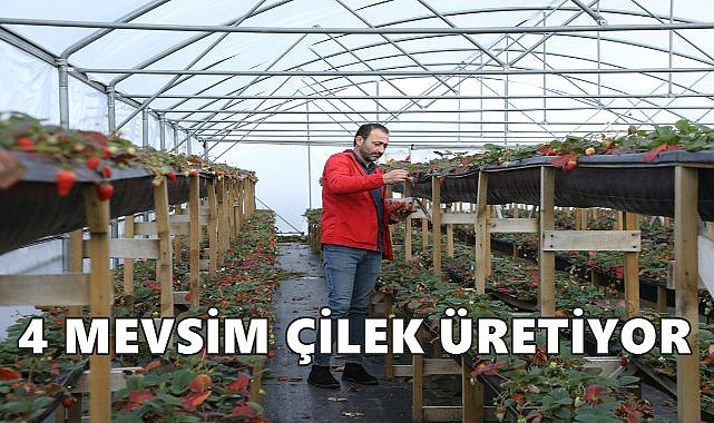 Ordu&#039;da 1100 Rakımda Dört Mevsim Çilek Üretimi!