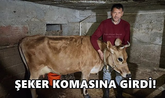 Ordu&#039;da Cennet Hurması Yiyen İnek Şeker Komasına Girdi!