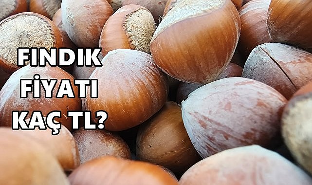 Ordu&#039;da Fındık Fiyatı 16.12.2024