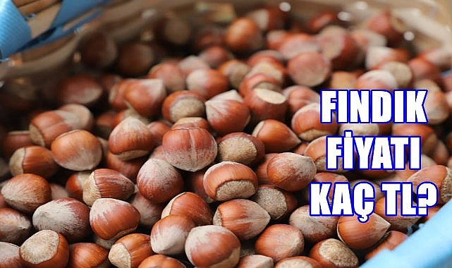 Ordu&#039;da Fındık Fiyatı 18.12.2024