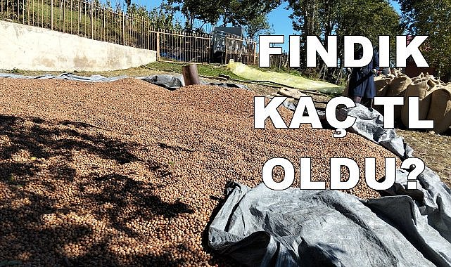 Ordu&#039;da Fındık Fiyatı 20.12.2024