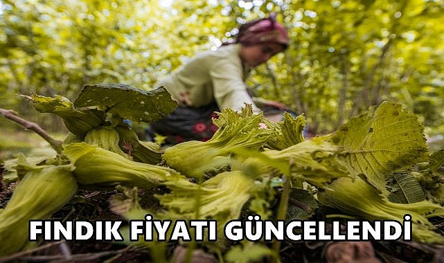 Ordu&#039;da Fındık Fiyatı Güncellendi