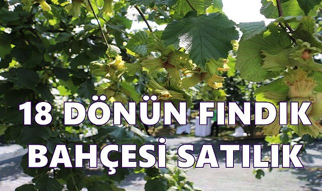 Ordu Fatsa&#039;da 18 Dönüm Fındık Bahçesi İçin 3 Milyon 250 Bin TL Değer Belirlendi