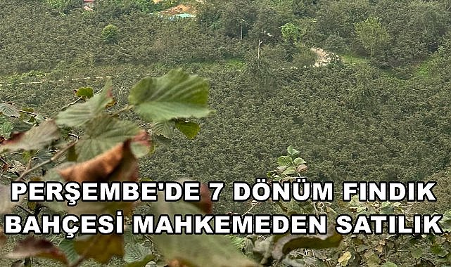 Ordu Perşembe&#039;de Fındık Bahçesi Satışa Çıkarıldı