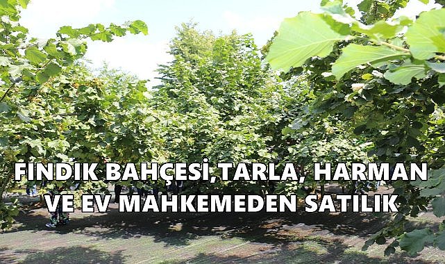 Ordu Perşembe&#039;de Fındık Bahçesi, Tarla, Harman ve Ev Mahkemece  Satışa Çıktı