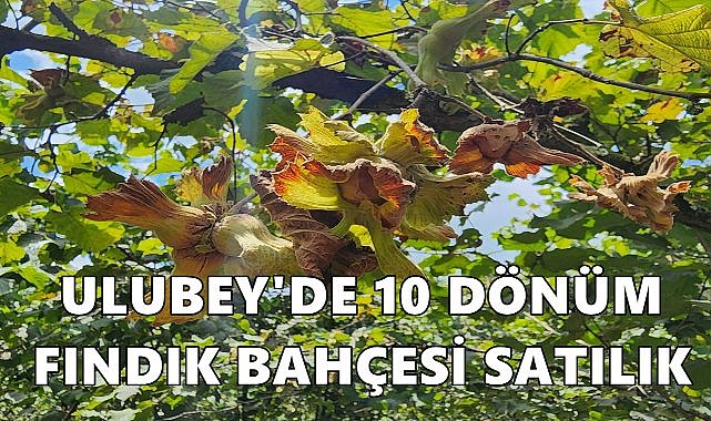Ordu Ulubey&#039;de İki Ayrı Fındık Bahçesi Satışa Çıkartıldı
