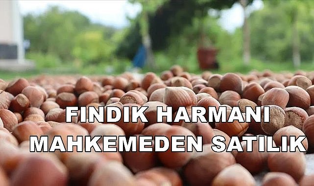 Perşembe&#039;de Fındık Harmanı Satışa Çıkartıldı