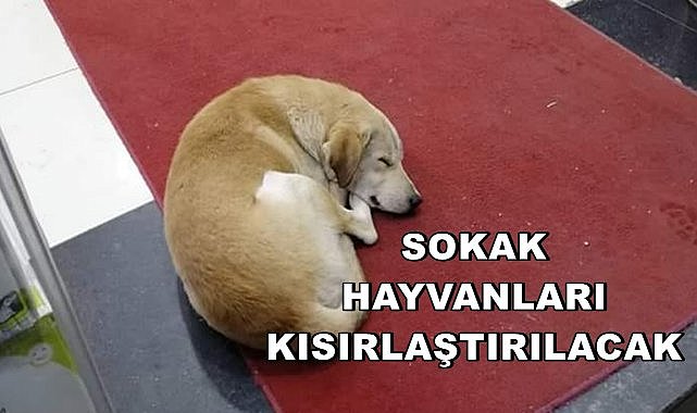 Altınordu Belediyesi Sokak Hayvanlarını Kısırlaştıracak!