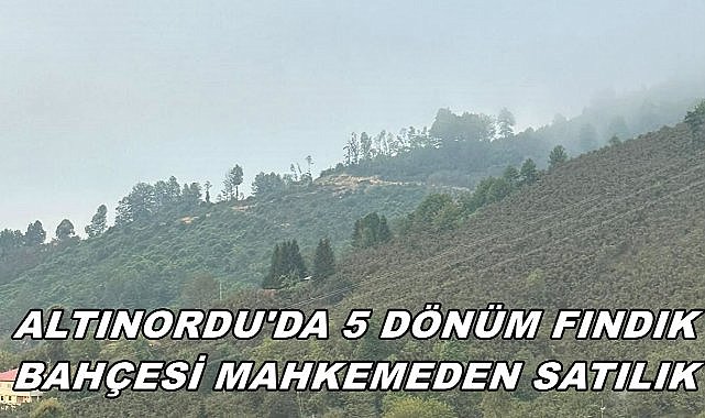 Altınordu&#039;da 5 Dönüm Fındık Bahçesi İcradan Satışa Çıkartıldı
