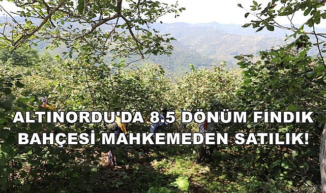 Altınordu&#039;da Mahkeme  8.5 Dönüm Fındık Bahçesinin Satış Bedelini Belirledi