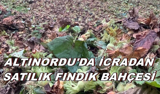 Altınordu&#039;da Satışa Çıkartılan Fındık Bahçesinin Bedeli Belli Oldu