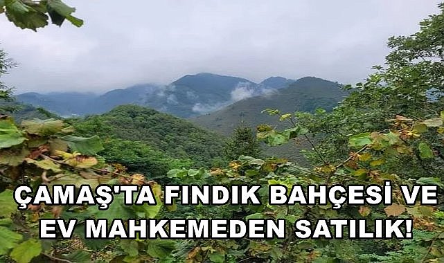 Çamaş&#039;ta Satışa Çıkartılan Fındık Bahçesi ve Evin Değeri Belli Oldu
