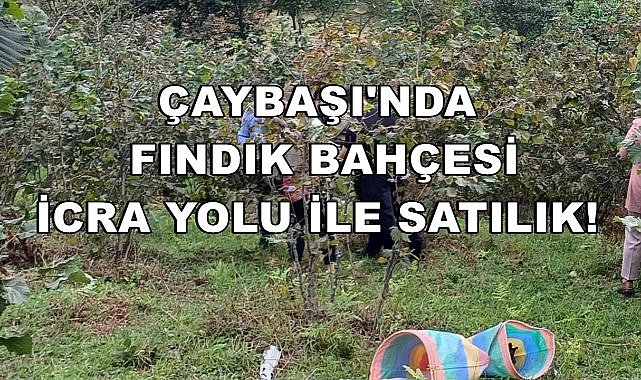 Çaybaşı&#039;da Satışa Çıkartılan Fındık Bahçesi ve Deponun Fiyatını Bilirkişi Tespit Etti