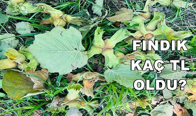 Fındık Fiyatı 05.01.2025