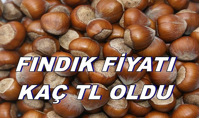 Fındık Fiyatı 08.01.2025