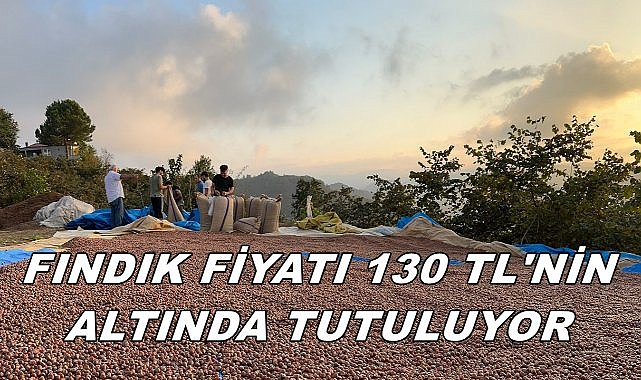 Fındık Fiyatı 130 TL&#039;nin Altında Baskılanıyor!